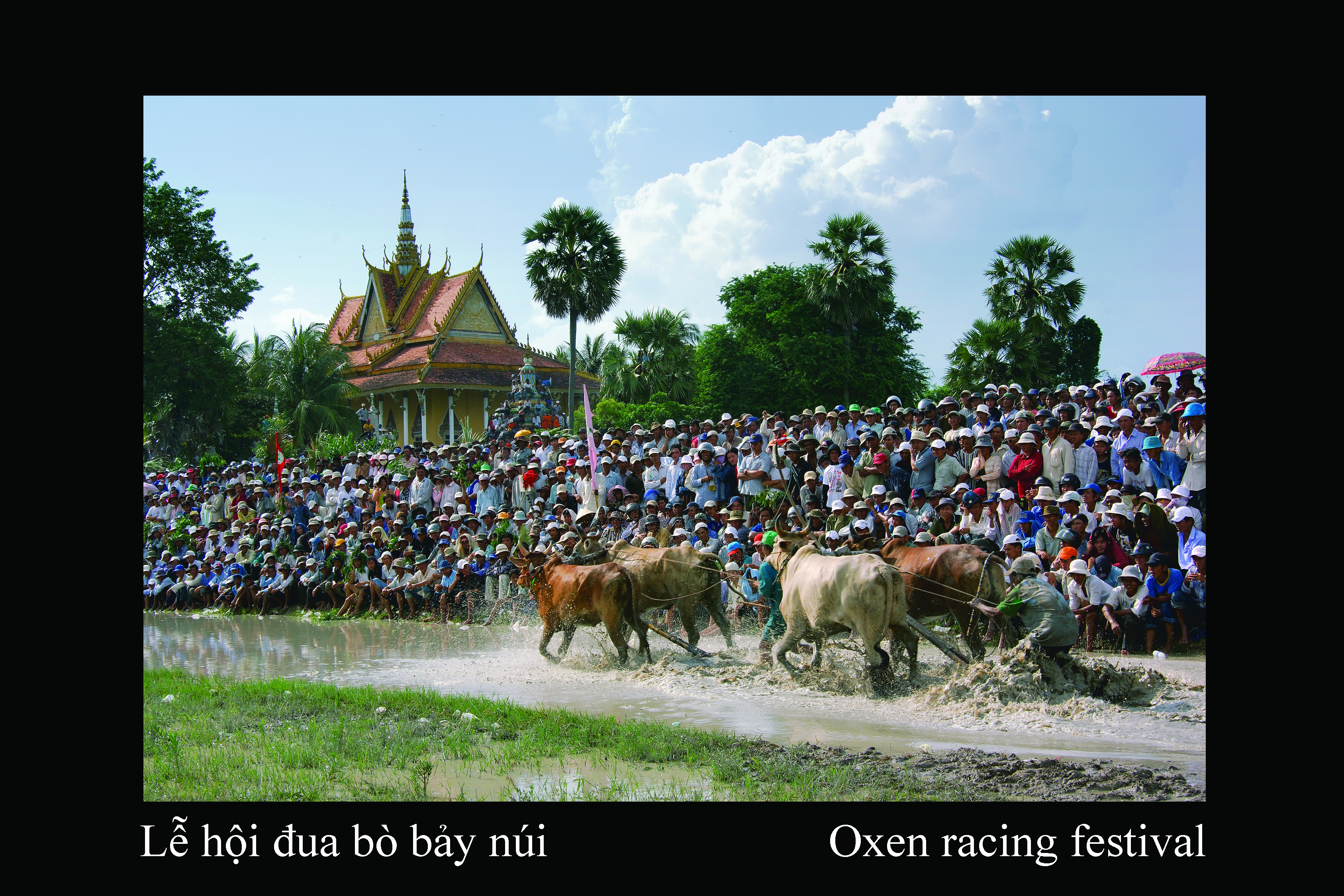 Bay Nui Buffalo Racing Festival competing for the An Giang Television (ATV) Cup 31st edition 2026