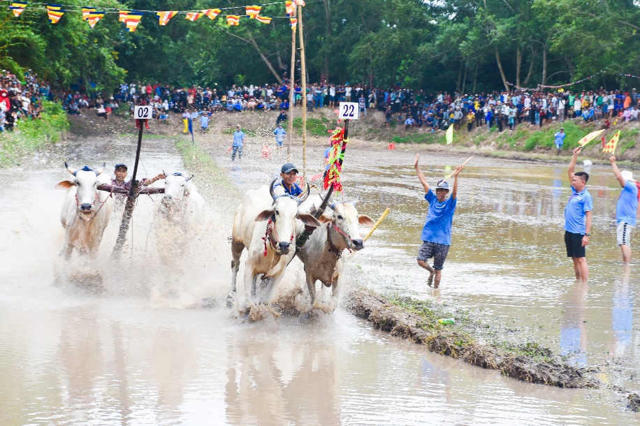 Ro Pagoda Bull Racing Festival