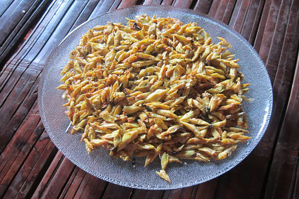 Đắk Lắk: Nhộng “sâu muồng” món ăn đặc trưng của đồng bào Ê-Đê