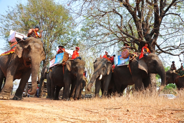 Mãn nhãn ngắm đàn voi dũng mãnh Tây Nguyên