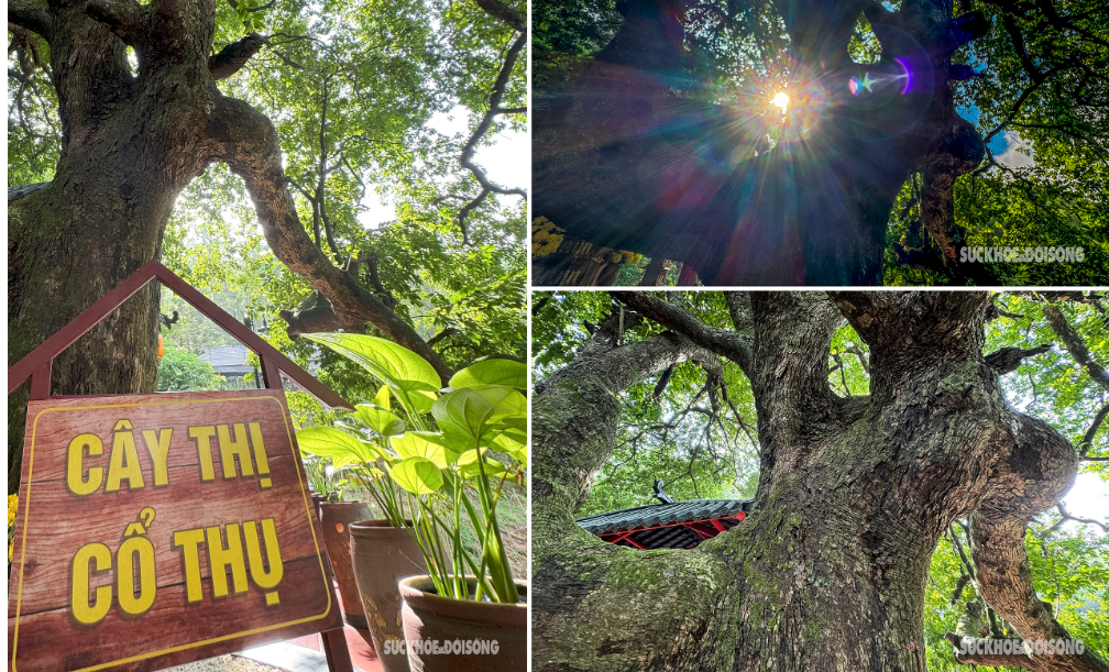 See with your own eyes the nearly 400-year-old banyan tree in a temple in Ha Nam