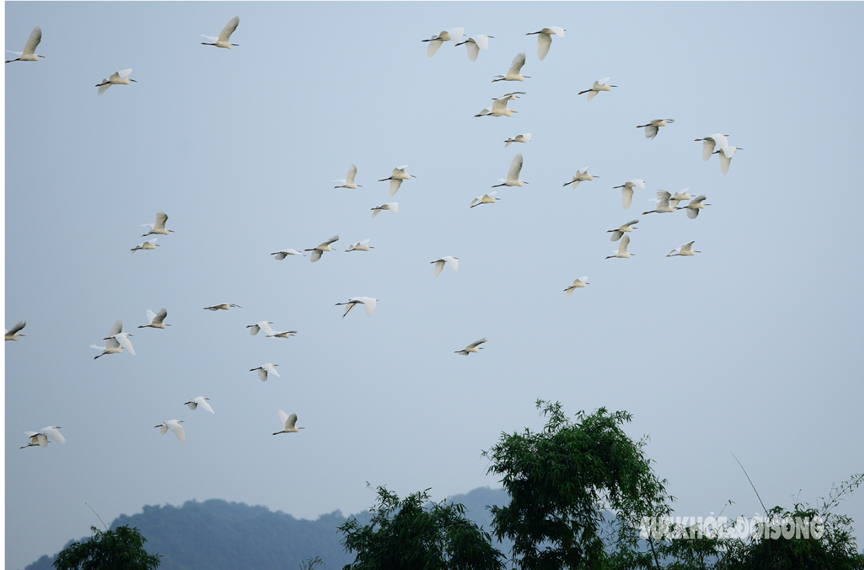 Feast your eyes on the sight of birds flying across the sky in Tam Chuc