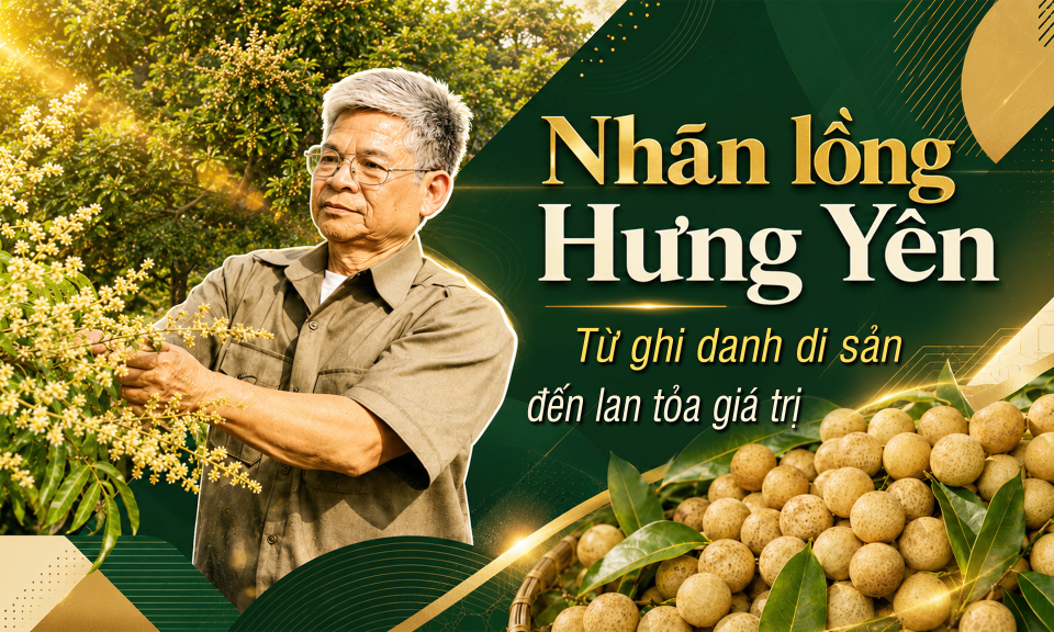 Nhãn lồng Hưng Yên - Từ ghi danh di sản đến lan toả giá trị