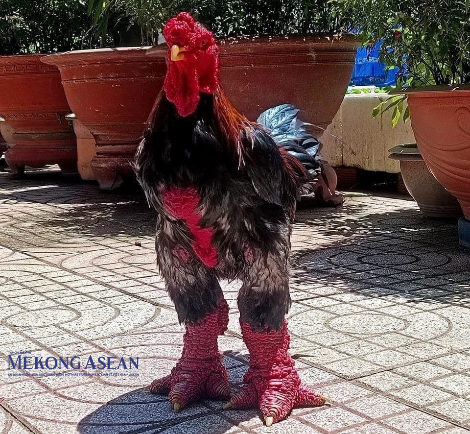 Tri thức nuôi gà Đông Tảo ở Hưng Yên là di sản văn hóa phi vật thể quốc gia