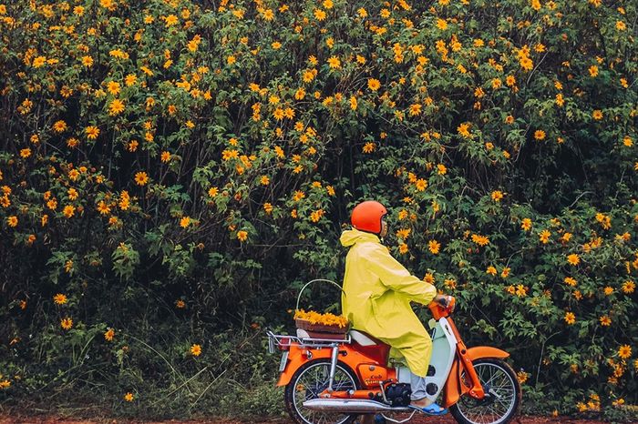 Sự tích hoa Dã Quỳ