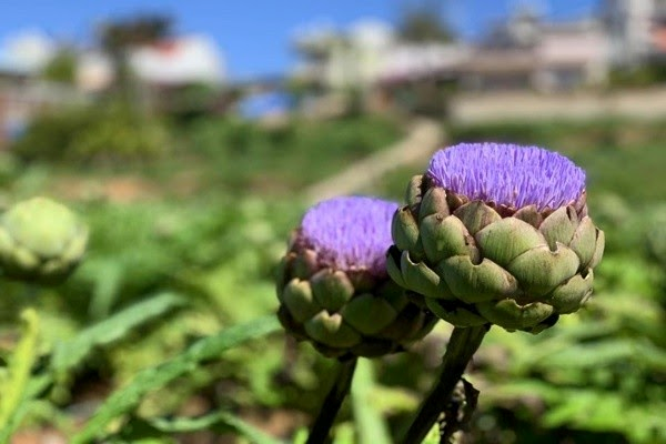 DALAT CITY