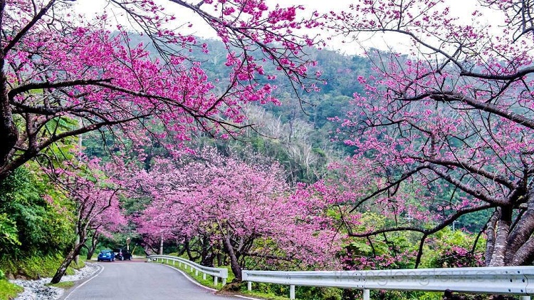 Đà Lạt có bao nhiêu loài hoa?