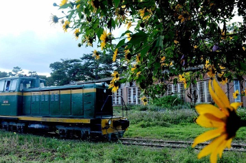Đà Lạt – Mùa hoa dã quỳ sắp đến, sắc vàng trải dài trên các ngọn đồi, con đường