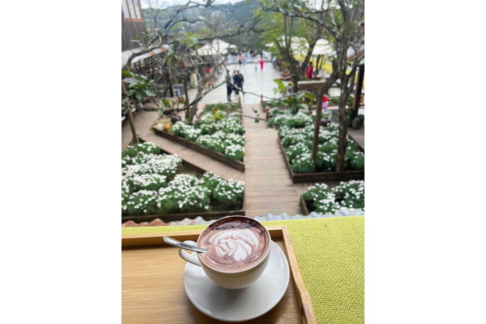 Cacao