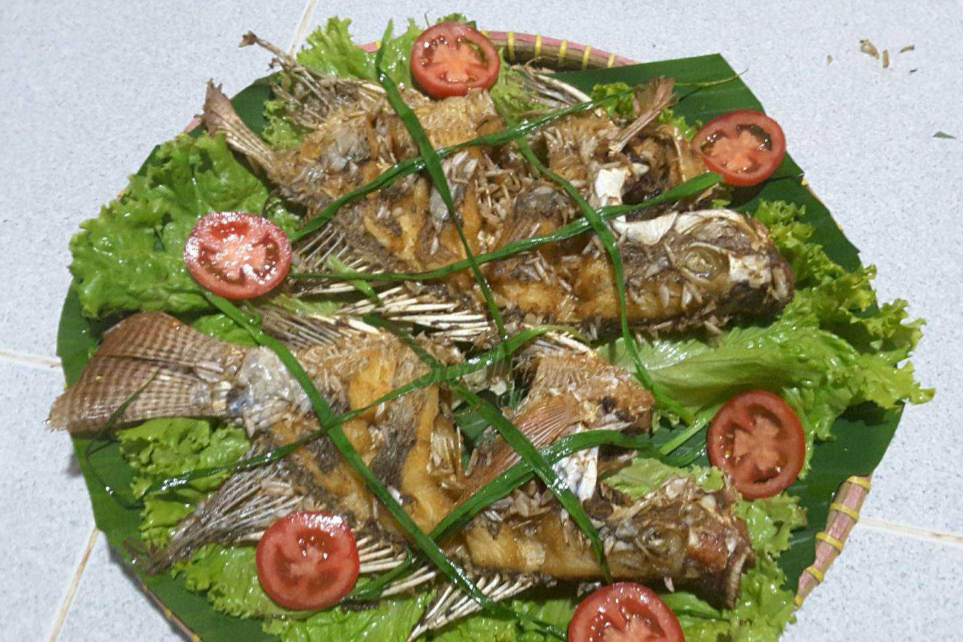 Cá Tai Tượng Xù