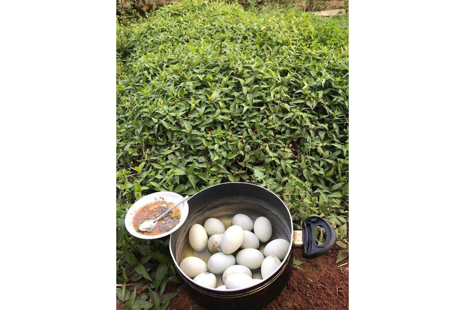 Trứng Vịt Lộn