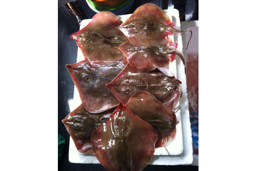 Cá Đuối