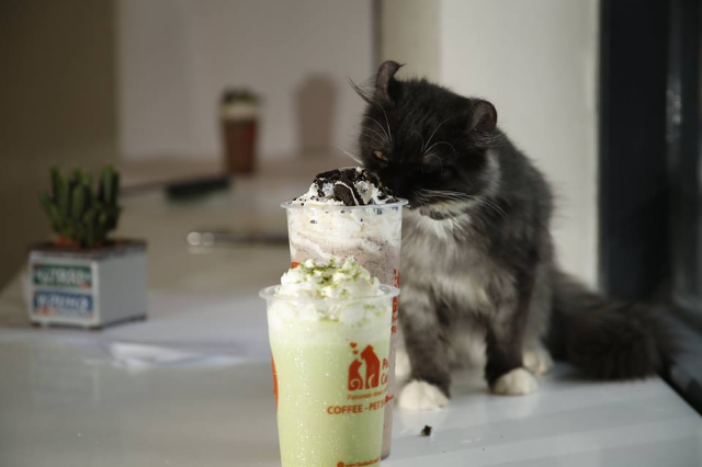 Matcha