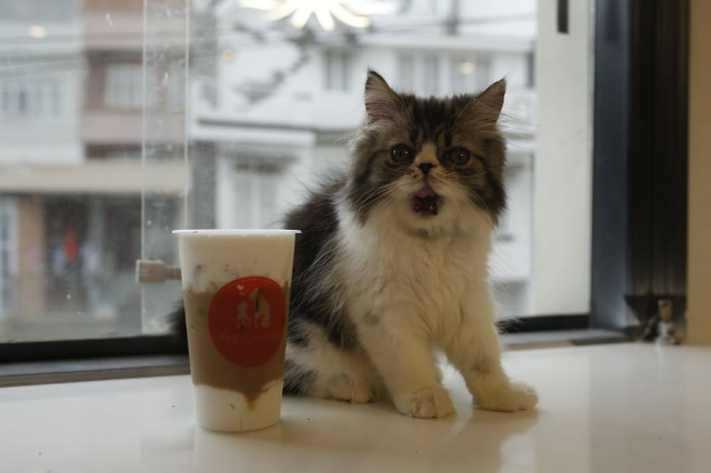 Trà Sữa Socola 