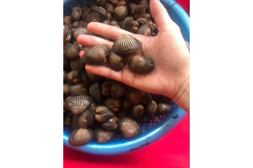 Sò Lông