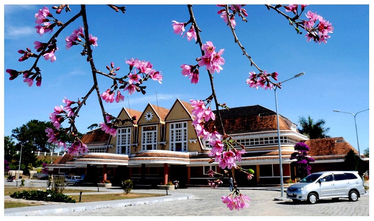   Đà Lạt mùa hoa Anh Đào nở