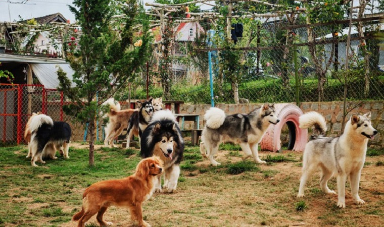 'Ngôi nhà nhỏ' toàn chó cảnh của cặp đôi 9X trên cao nguyên Đà Lạt