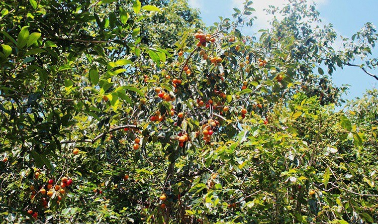 Có một ''mùa hồng Đà Lạt'- đặc sản trứ danh khiến vạn người mê đắm