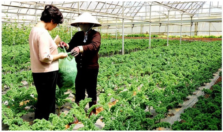 Cận cảnh vườn rau hữu cơ 'lạ và độc đáo' ở Đà Lạt