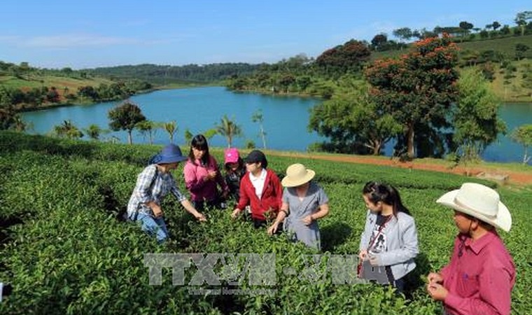 Du lịch canh nông tạo đột phá tăng trưởng ngành du lịch Lâm Đồng trong xu thế hội nhập quốc tế