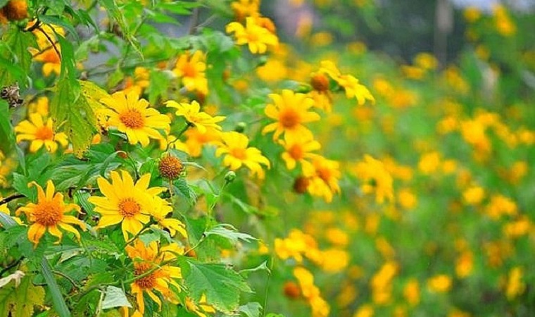 Gợi ý những điểm đến tuyệt đẹp ngắm mùa thu