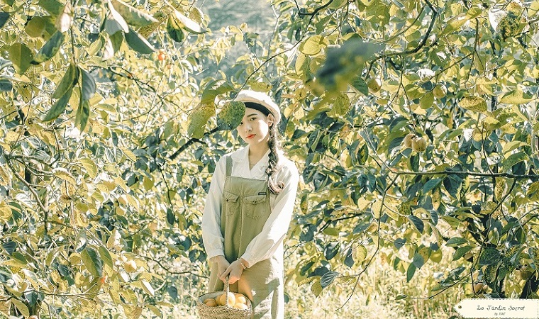 Hồng giòn Đà Lạt vào mùa, không chỉ để ăn mà còn trở thành chốn "sống ảo" của giới trẻ