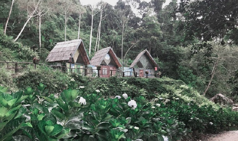 Khu du lịch ở Đà Lạt bỗng được lùng sục vì cây cô đơn 'bơ vơ giữa trời'