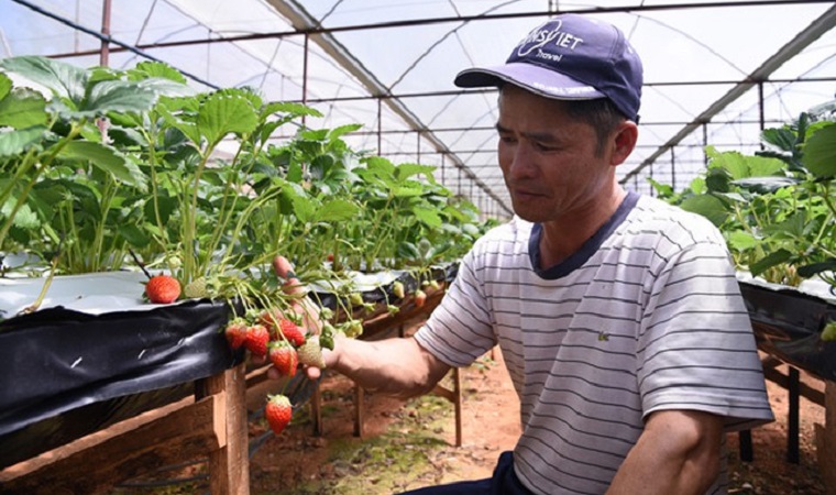 Trồng dâu tây bán ngay tại vườn, mỗi tháng thu 250 triệu đồng