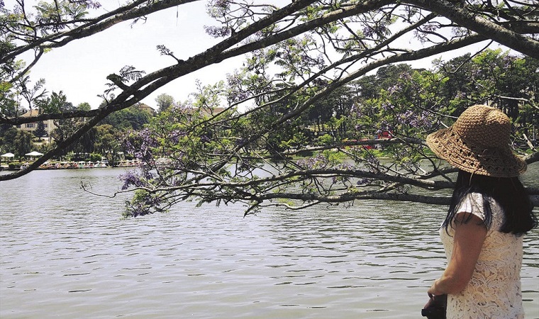Đà Lạt buồn mơ màng mùa hoa phượng tím