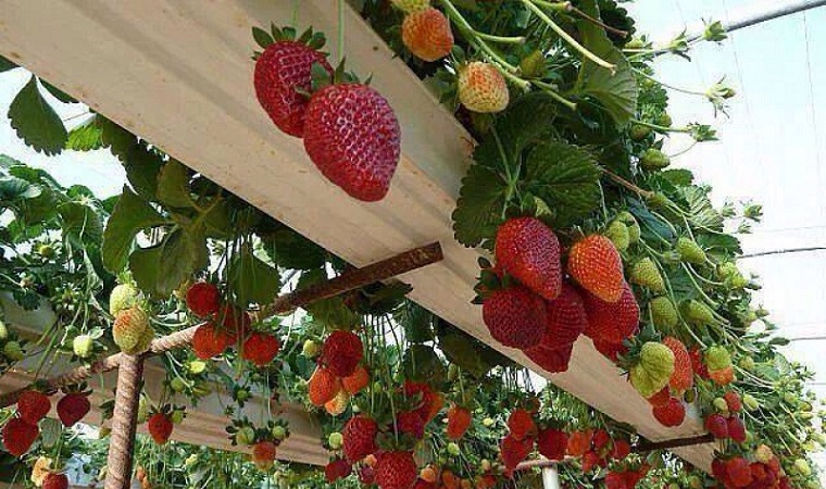 Lâm Đồng tăng mô hình du lịch canh nông