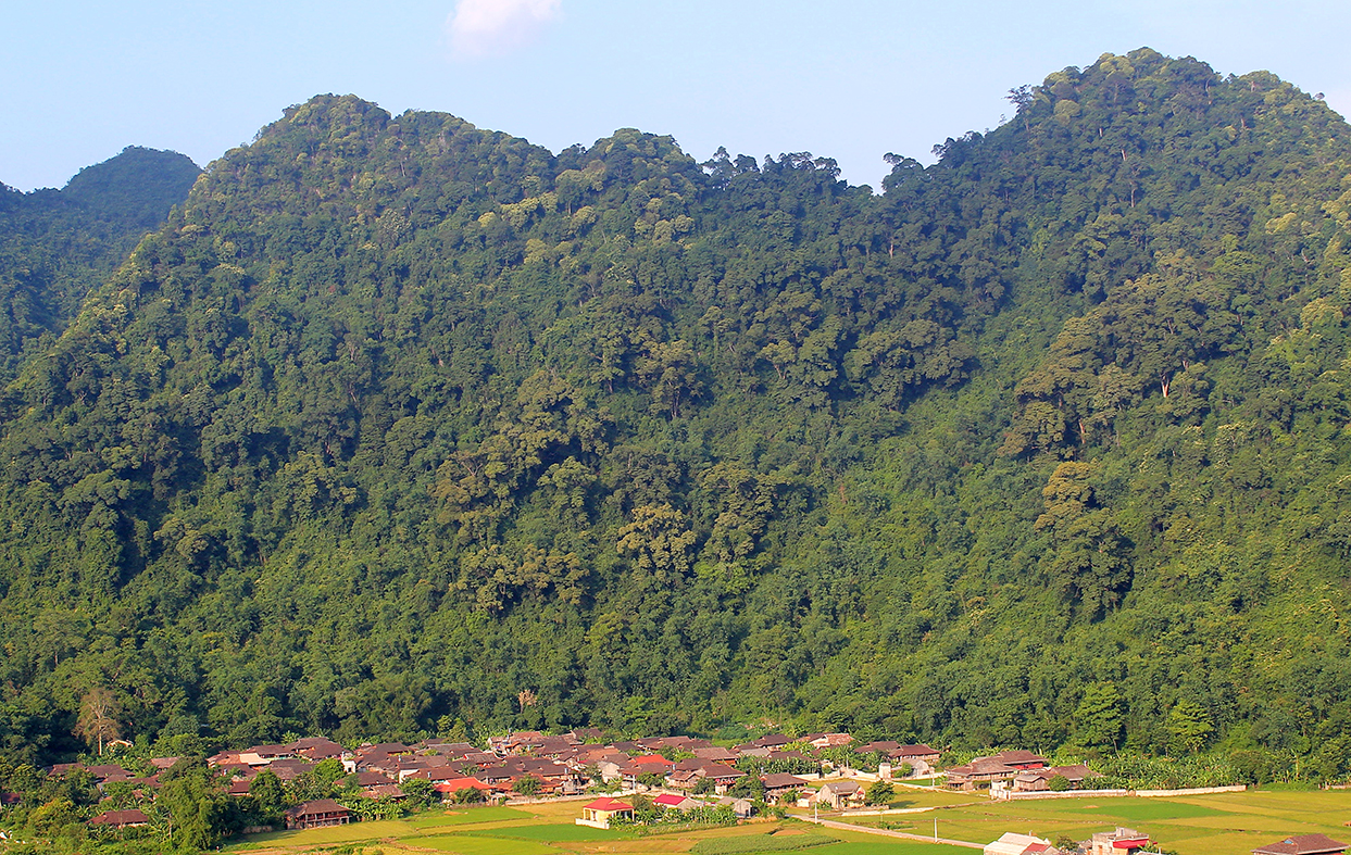 Về Bắc Sơn - thăm rừng gỗ nghiến hàng trăm năm tuổi