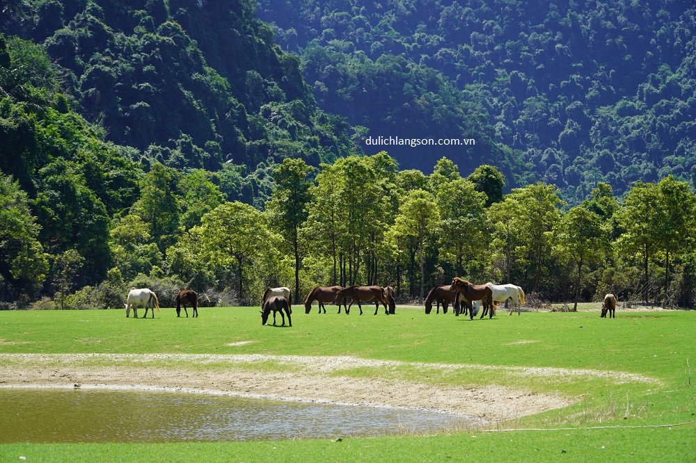 Thảo nguyên đẹp như tranh hút khách du lịch đến xứ Lạng