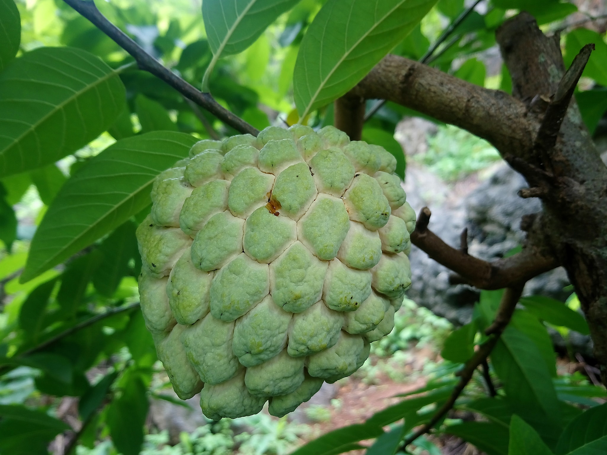 Tổ Chức Ngày Hội Na Chi Lăng Năm 2018