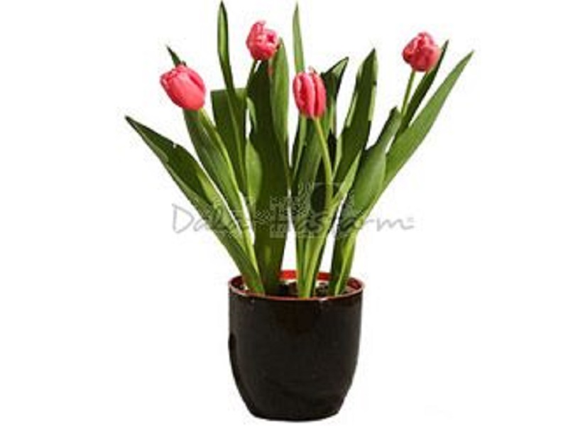 Hoa Tulip