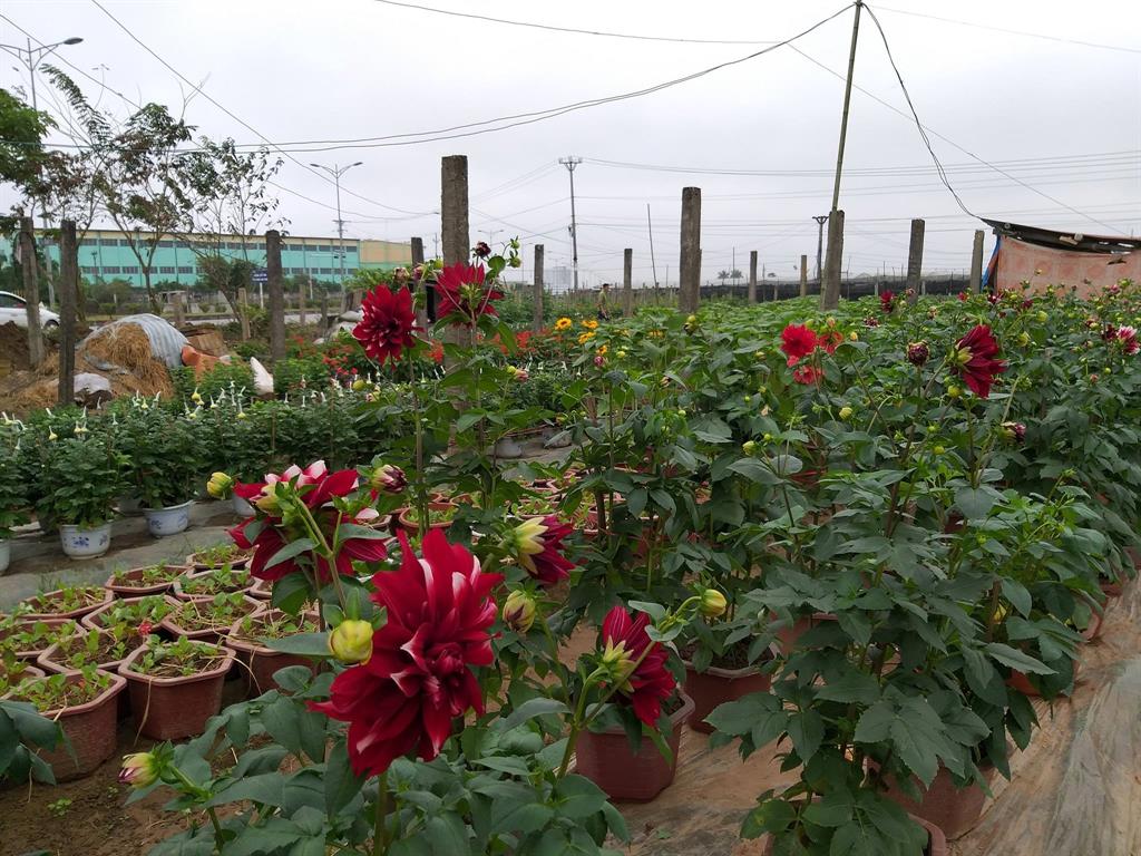 Chợ hoa ngày Tết ở Thái Bình