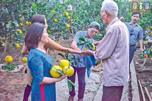 Làng vườn Bách Thuận – Vũ Thư: Rực rỡ sắc hoa, cây cảnh chuẩn bị cho những ngày Tết sắp đến.