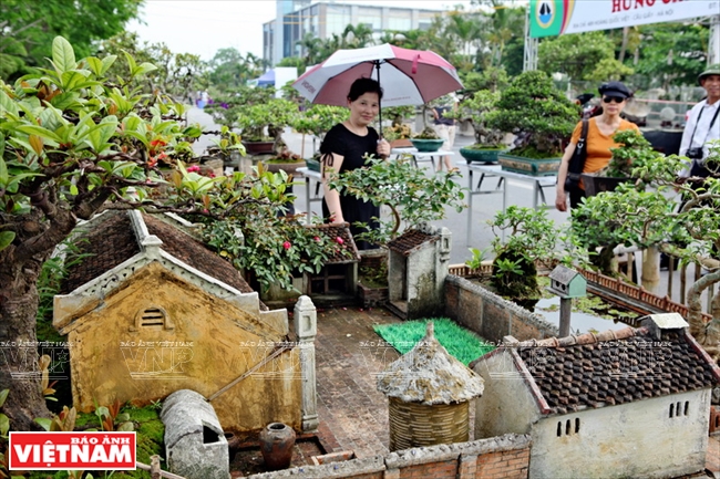 Giãn cách mùa dịch và thú vui chơi tiểu cảnh