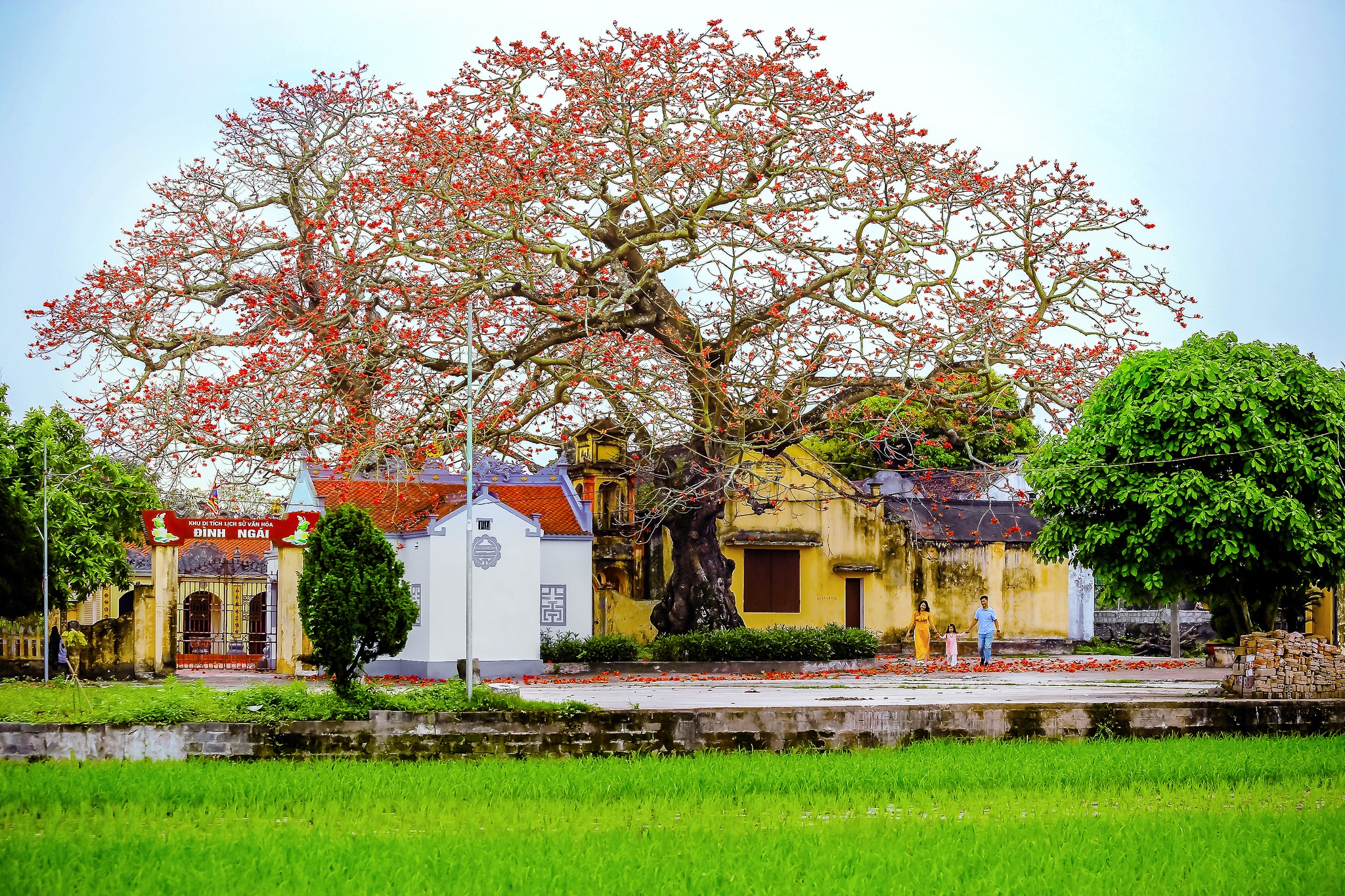Đình Ngái tháng ba sắc thắm màu hoa gạo