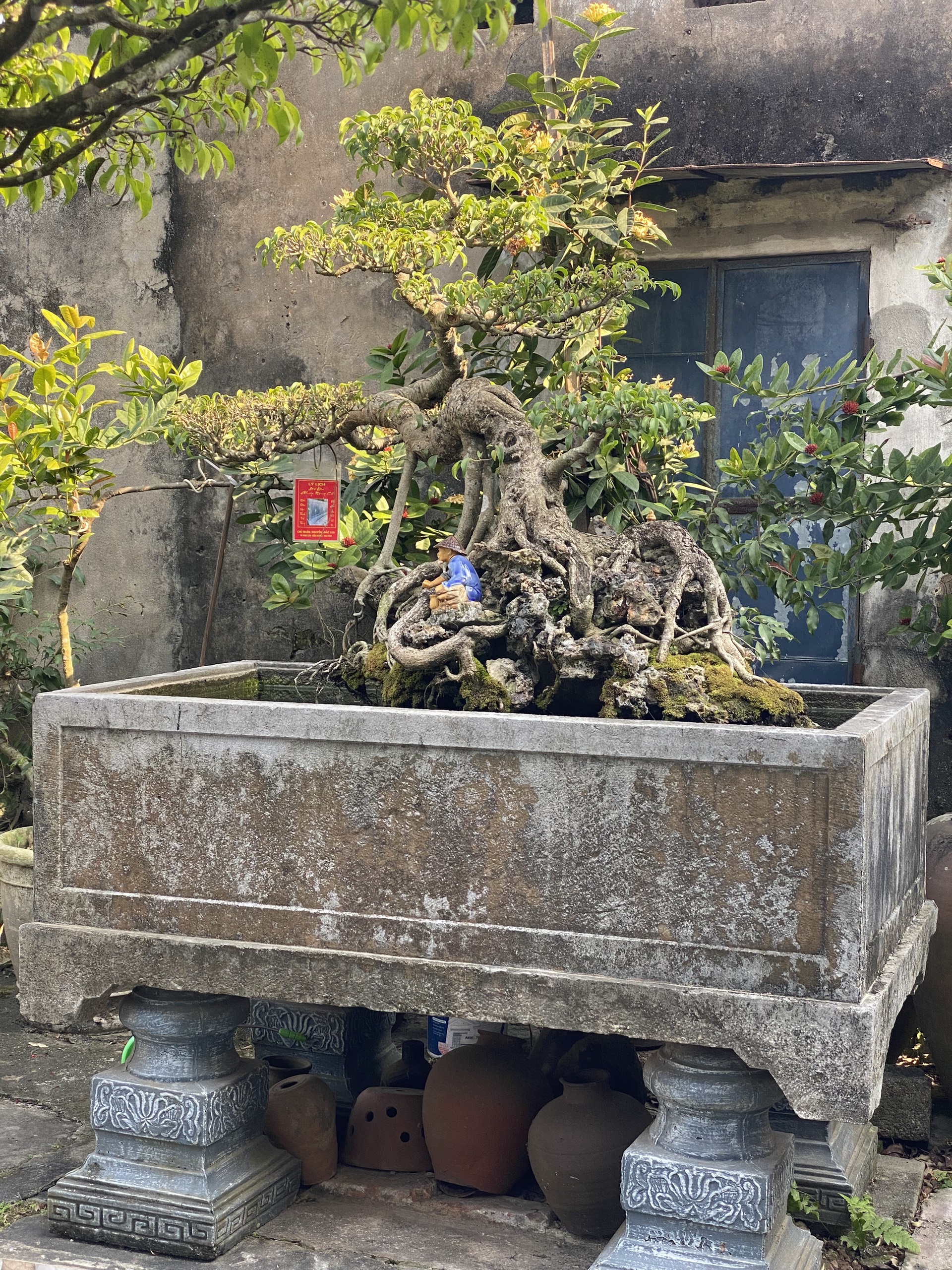 Thú chơi cây cảnh, một nét  văn hóa đẹp