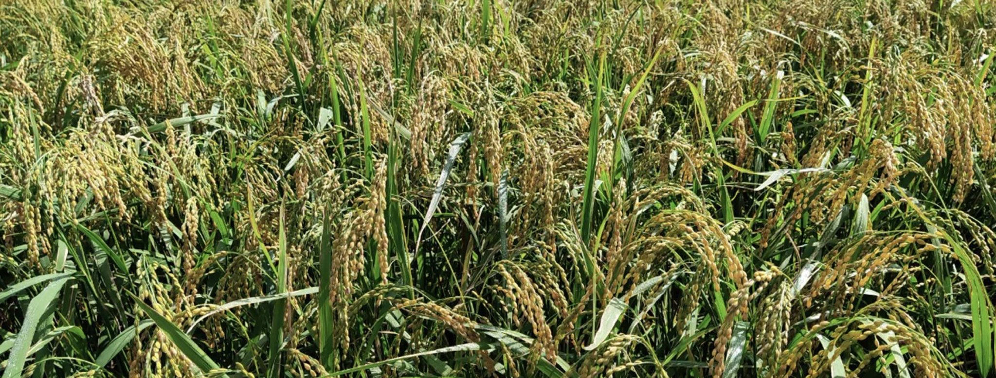 Xã Tây Sơn, huyện Kiến Xương nỗ lực xây dựng sản phẩm gạo nếp truyền thống trở thành sản phẩm OCOP