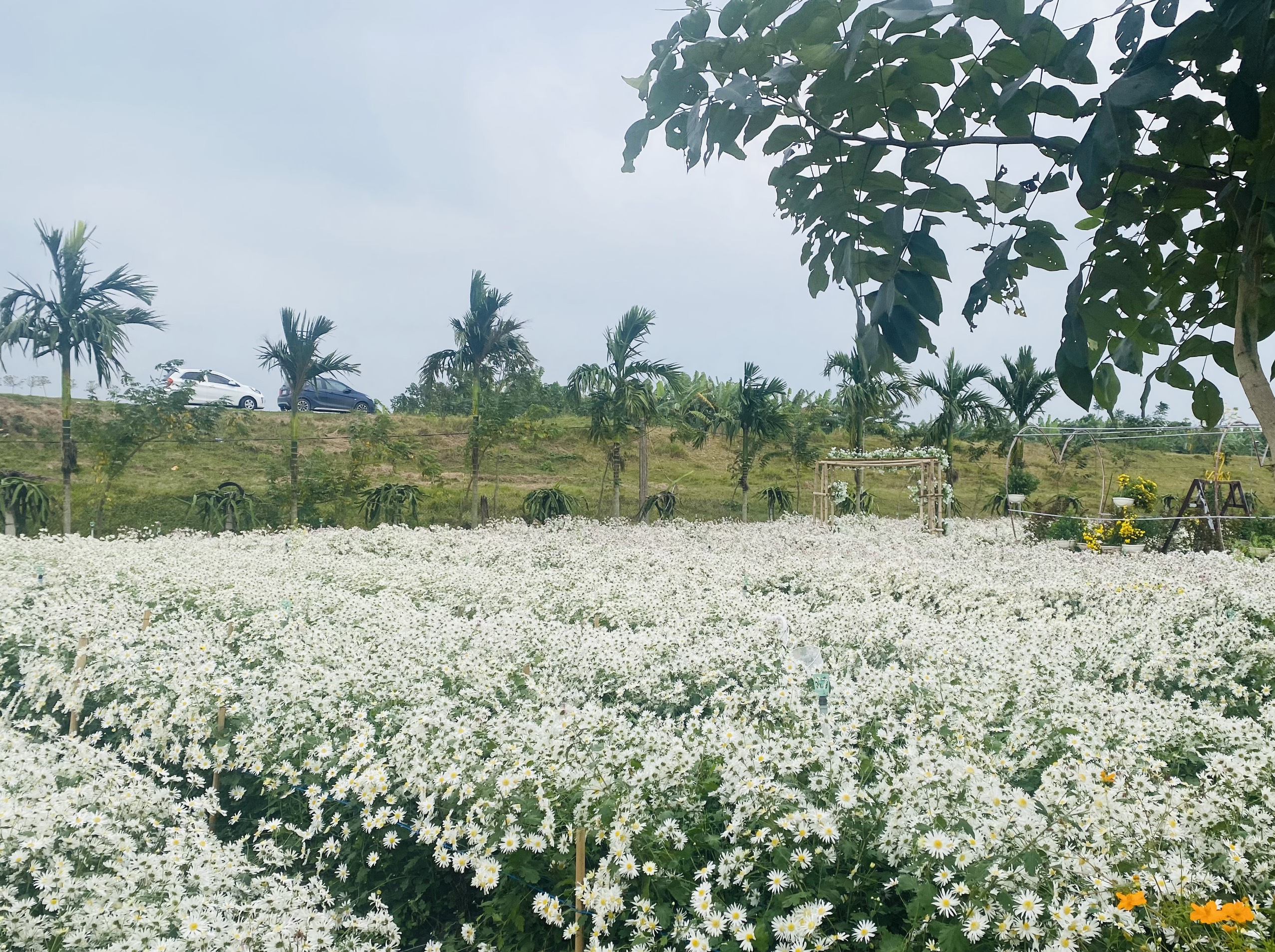 Điểm du xuân: Cánh đồng hoa Hồng Giang huyện Đông Hưng