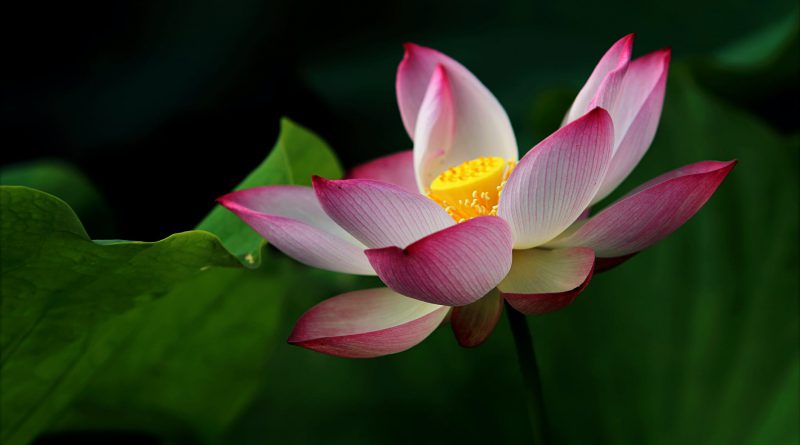 Gia hạn thời gian nộp tác phẩm cuộc thi "Sáng tác bài ca cổ chủ đề "190 năm An Giang hình thành và phát triển".