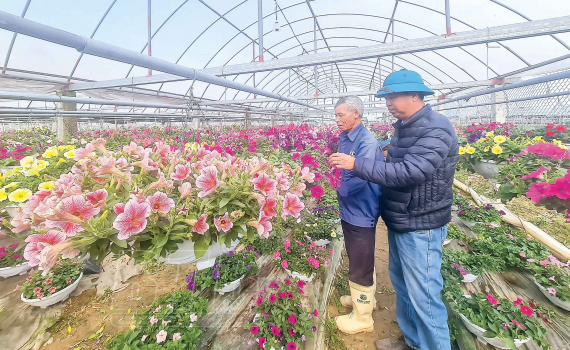 Làng hoa Vũ Chính vào xuân