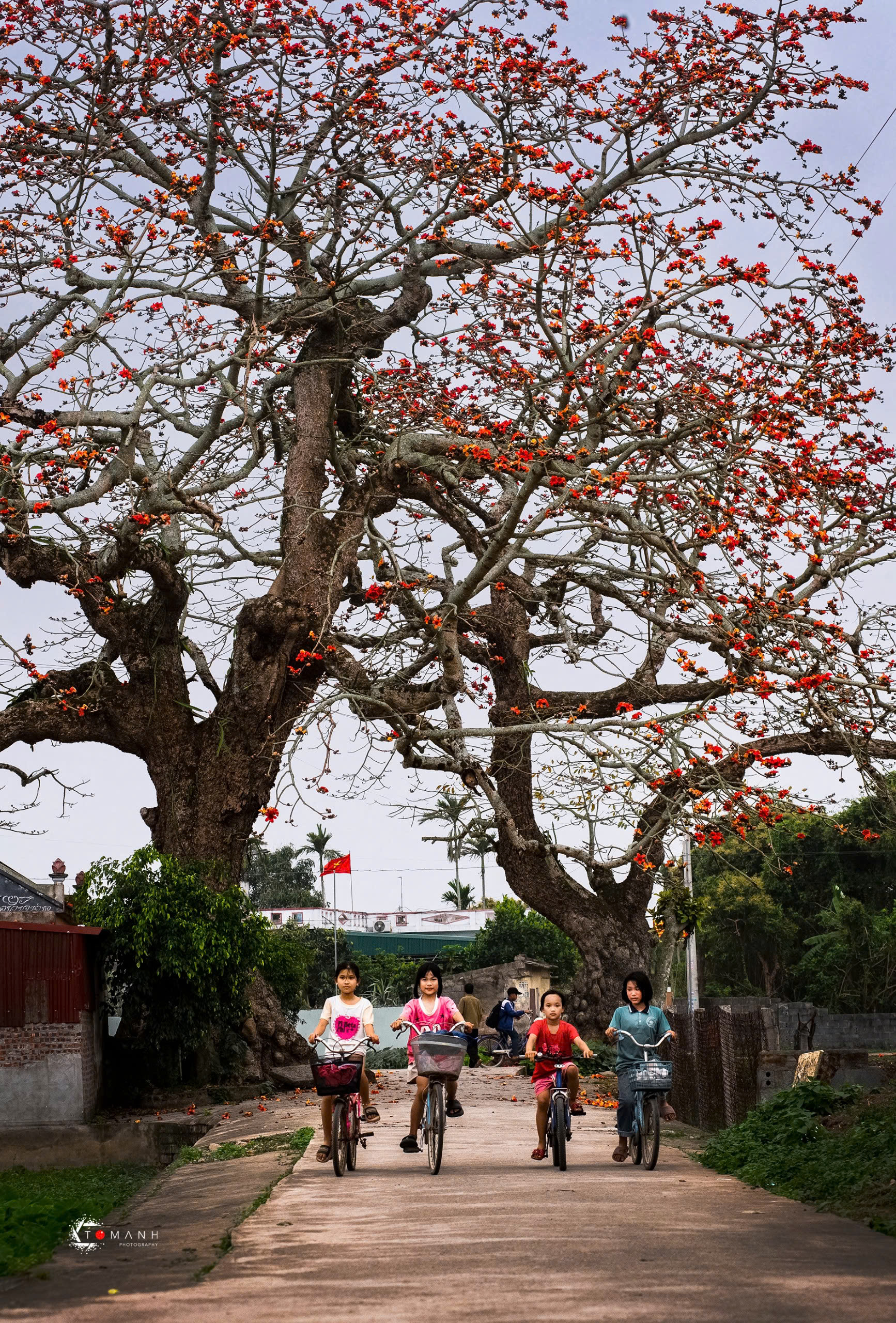 Chùm ảnh Cây gạo gù huyện Thái Thuỵ tỉnh Thái Bình