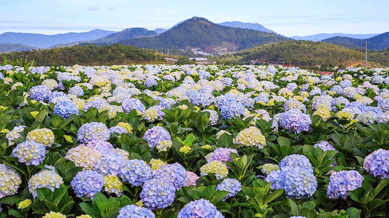 Tour tiêu chuẩn