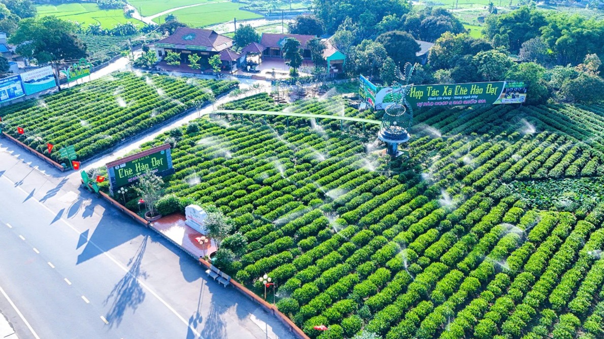 Hợp tác xã chè Hảo Đạt thu hút gần 2.000 lượt khách đến tham quan, trải nghiệm trong dịp nghỉ lễ 30/4 – 01/5