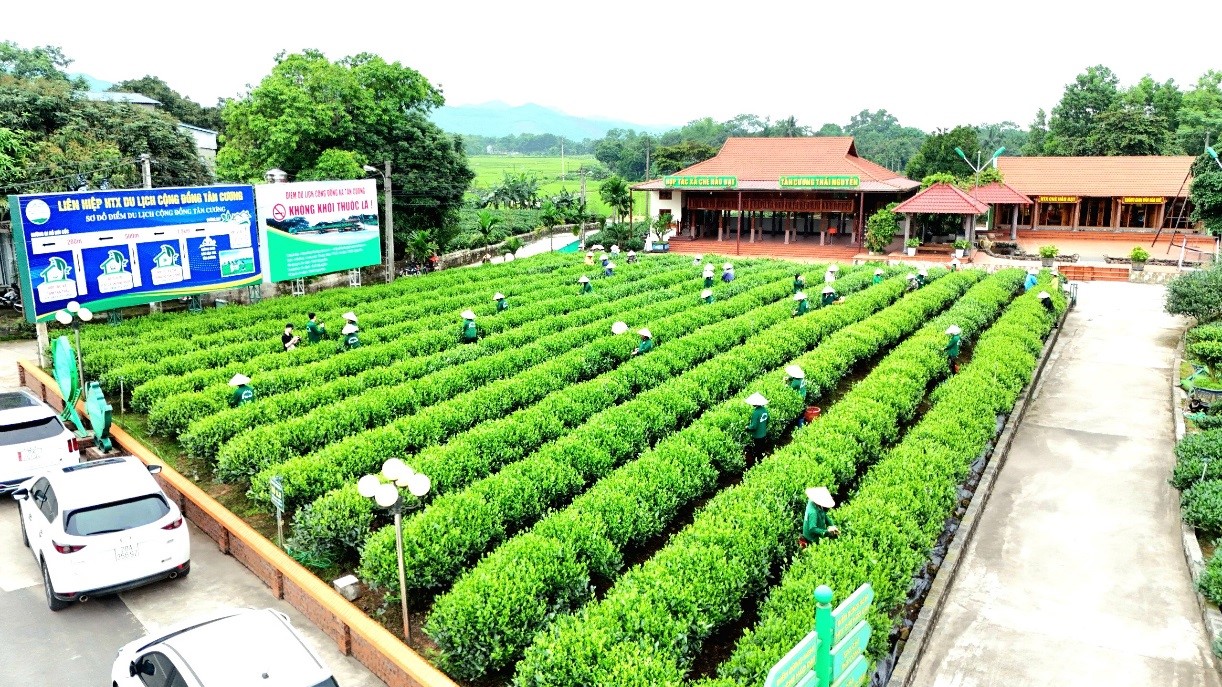 Đến Điểm du lịch cộng đồng xã Tân Cương tìm hiểu về nghệ thuật pha trà