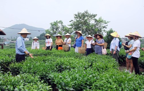 Hợp tác xã Trà và du lịch cộng đồng Tiến Yên - Cảnh sắc ấn tượng, sản phẩm chất lượng, trải nghiệm bài bản 