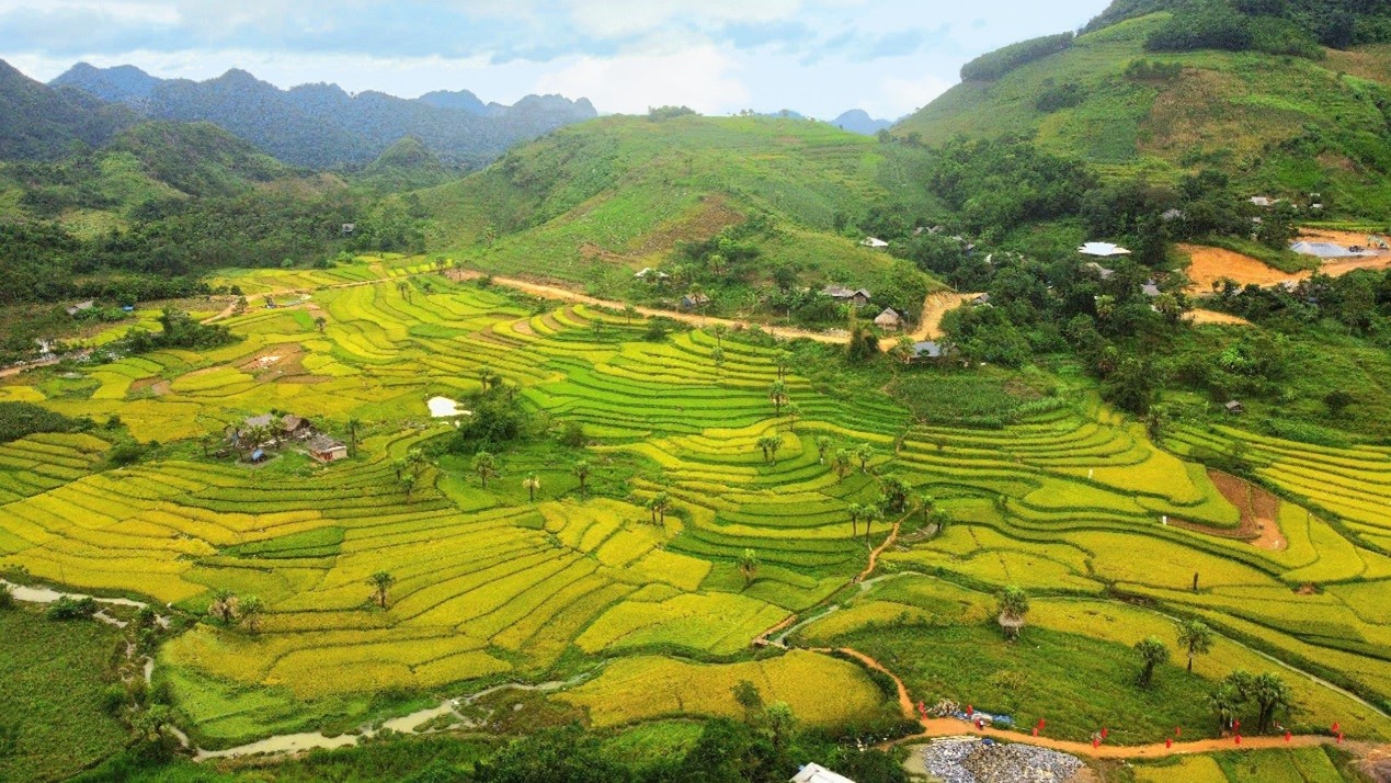 Sắc vàng thơ mộng trên Bản Tèn mờ sương