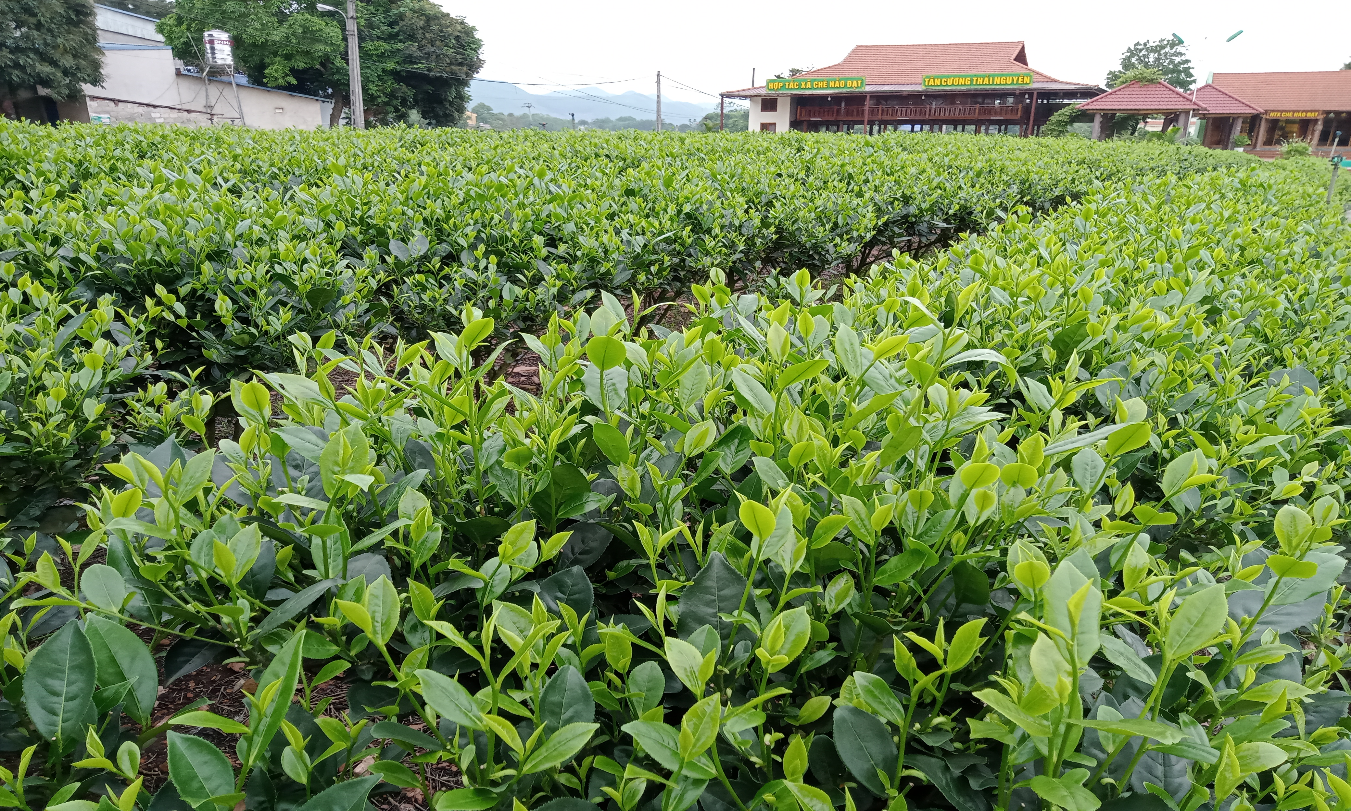 Những nương chè xanh mướt của Hợp tác xã chè Hảo Đạt sẵn sàng đón  du khách đến trải nghiệm dịp nghỉ lễ 30/4 - 01/5